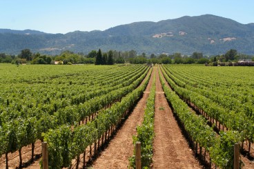 Rows of grape vines in a vineyard with mountains in the background.