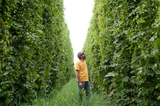 From last year's harvest. John in the rows of Freedom hops, picking out what he'll use to brew Wet Hop Ale.