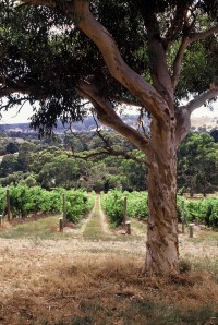Piebald Gully vineyard 1