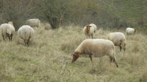 Grazing Sheep