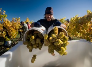 Hand harvesting Riesling, at Ashmore Vineyard for Greywacke - the new Marlborough label of Kevin Judd, Marlborough, New Zealand