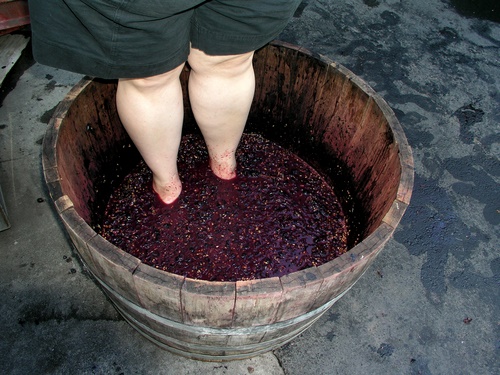 Grape stomping