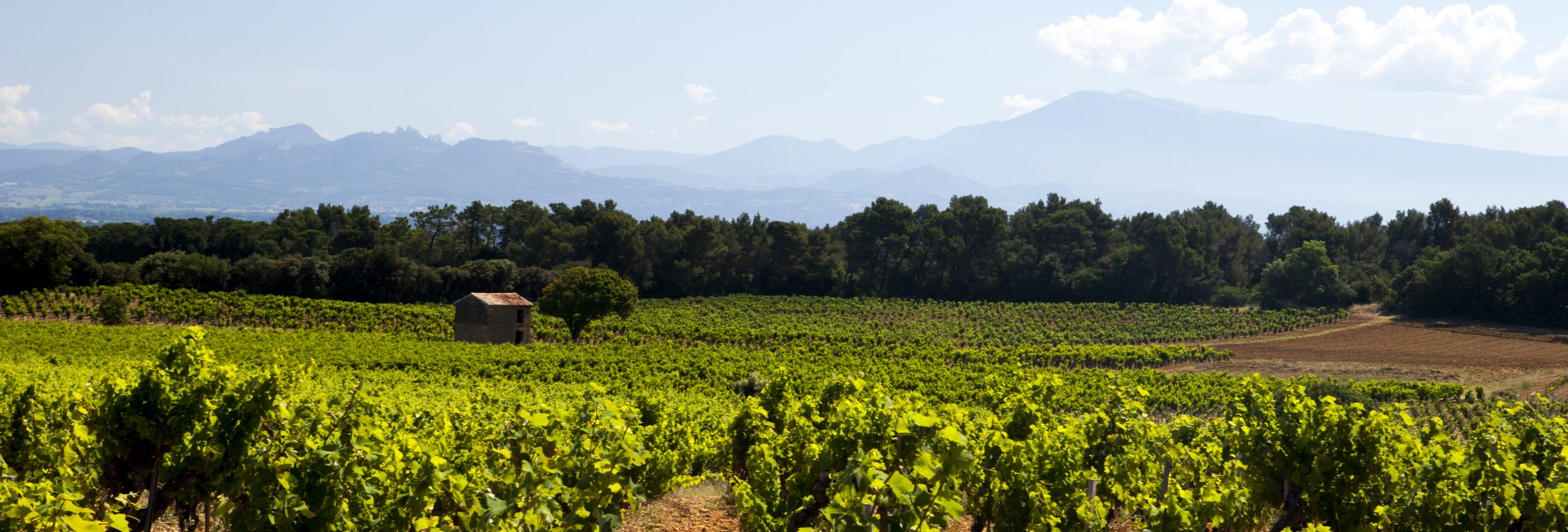 Domaine Chante Cigale Vineyards