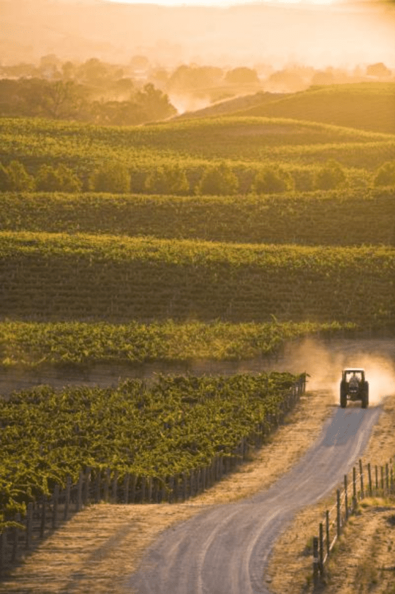 Greg Norman Estates Vineyard