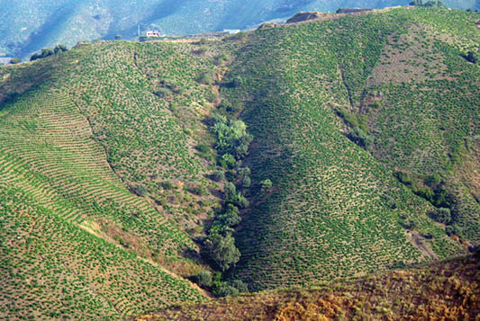 Vineyards of Málaga