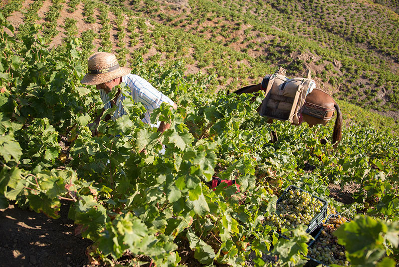 Jorge Ordonezco Vineyards
