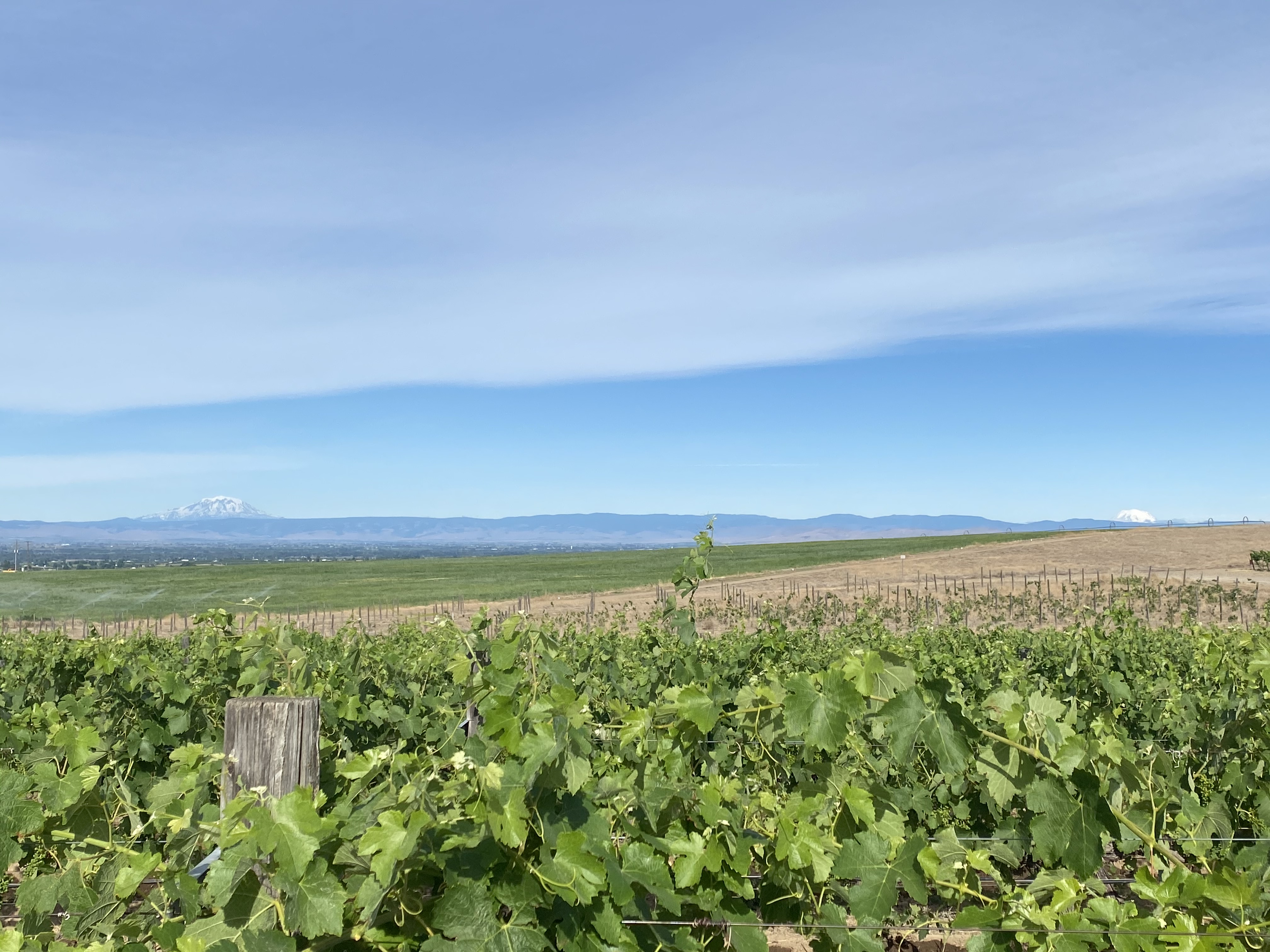 Two Mountain Vineyard