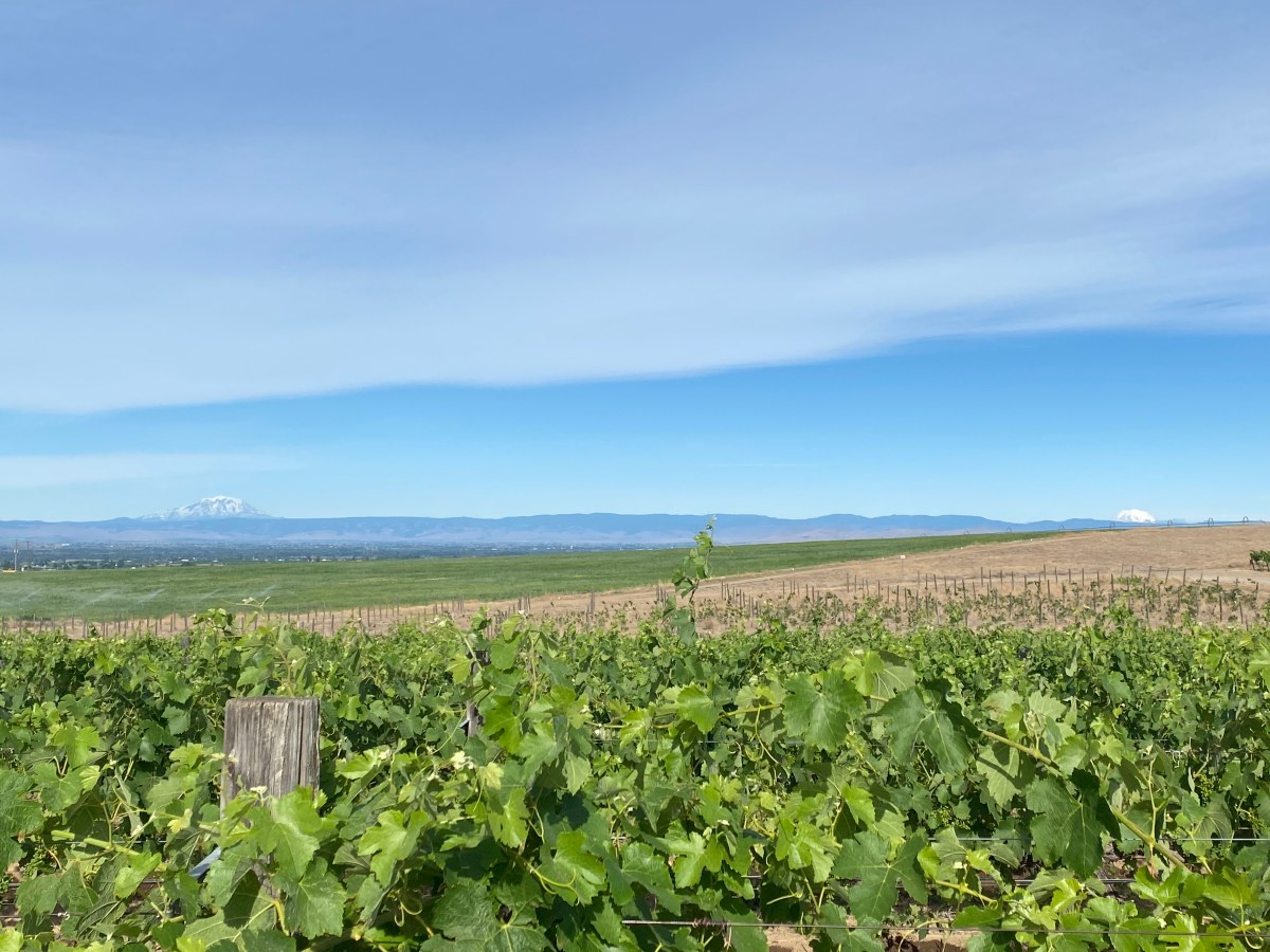 Two Mountain Vineyard