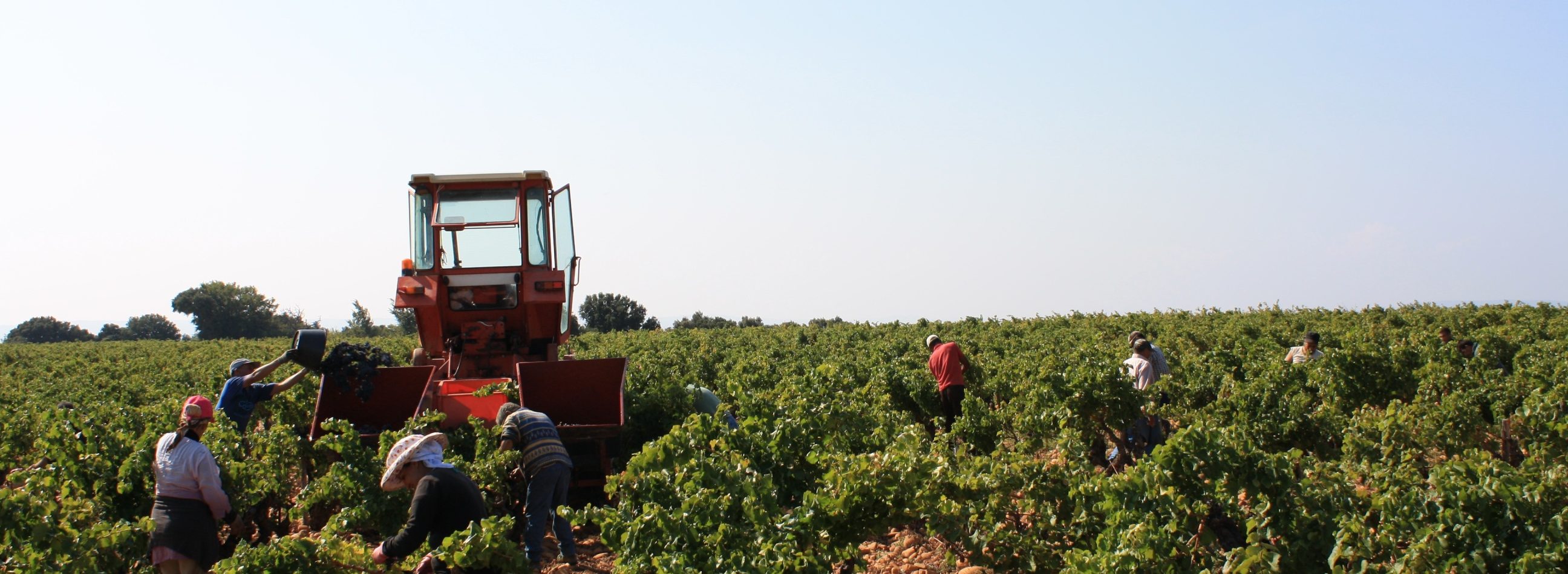 Domaine Chante Cigale Harvest