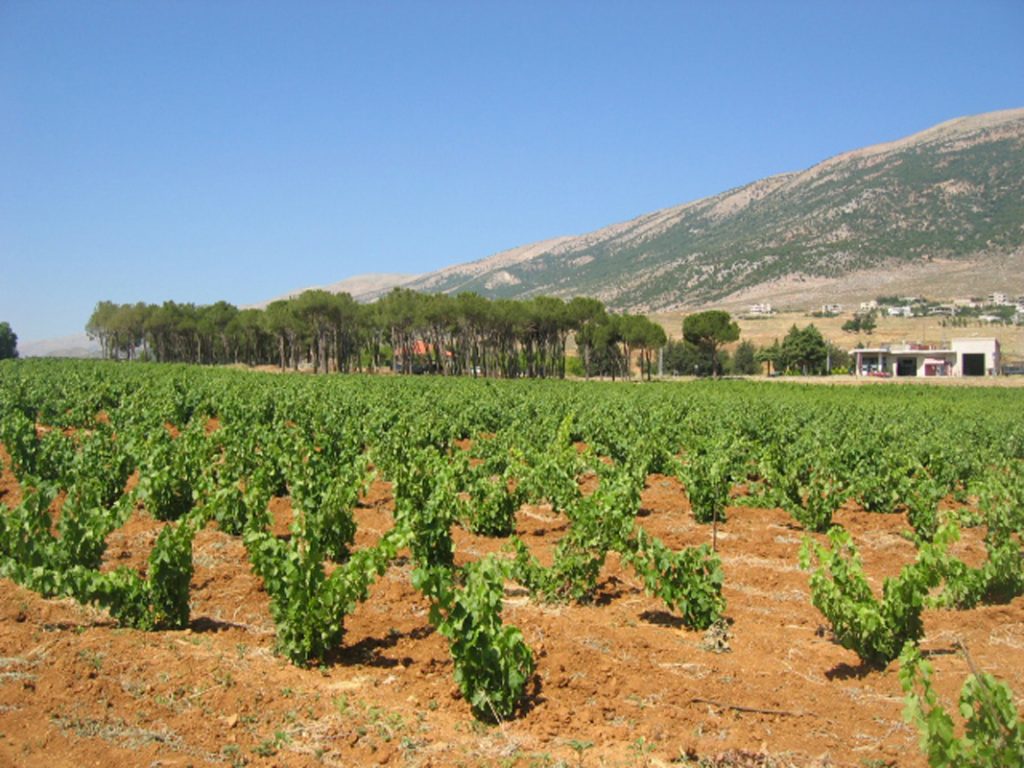 Chateau Musar Vineyards