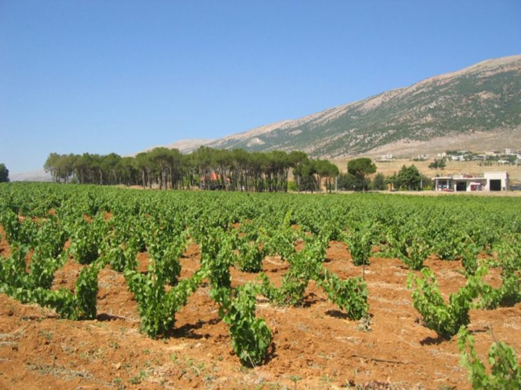 Chateau Musar Vineyards