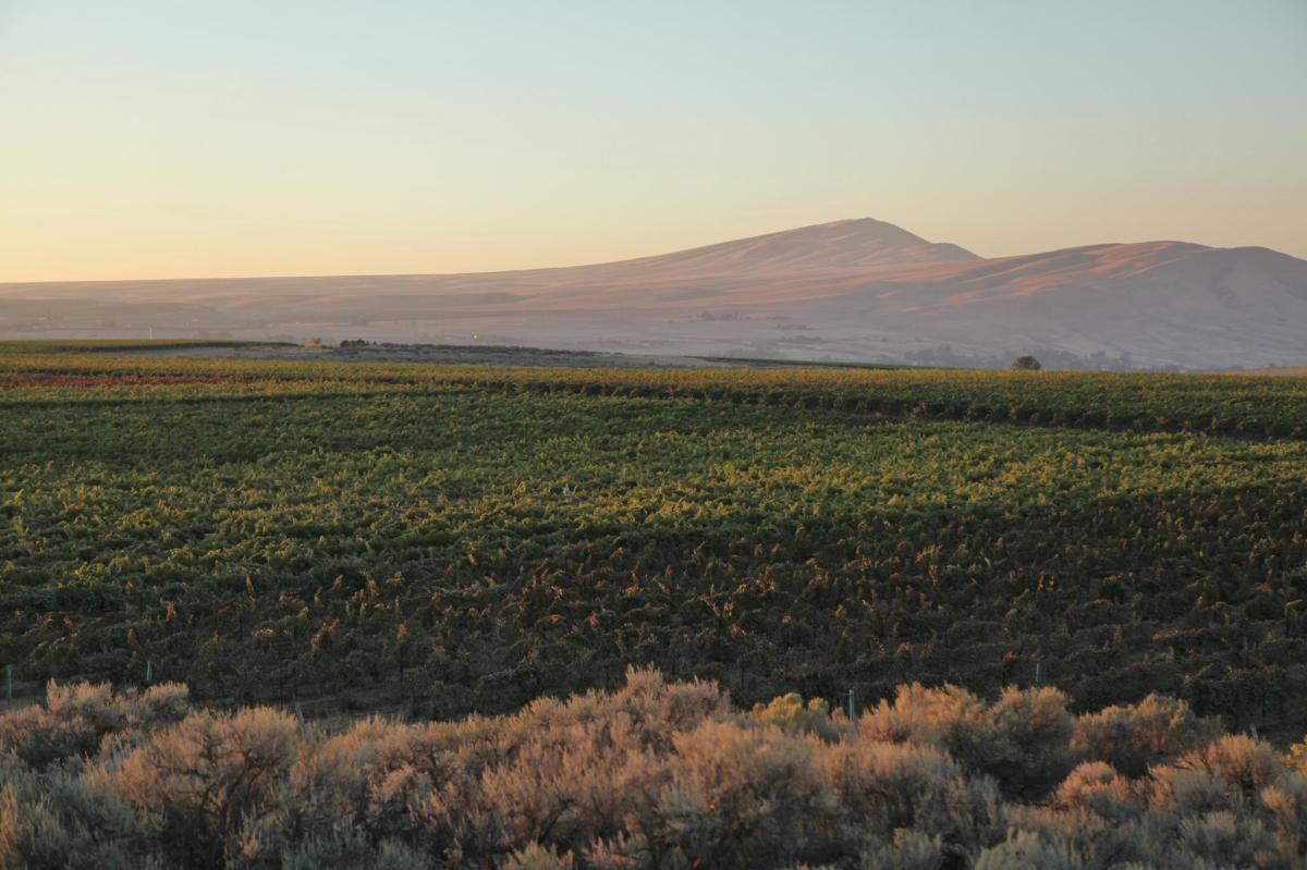 Kiona Estate Vineyard