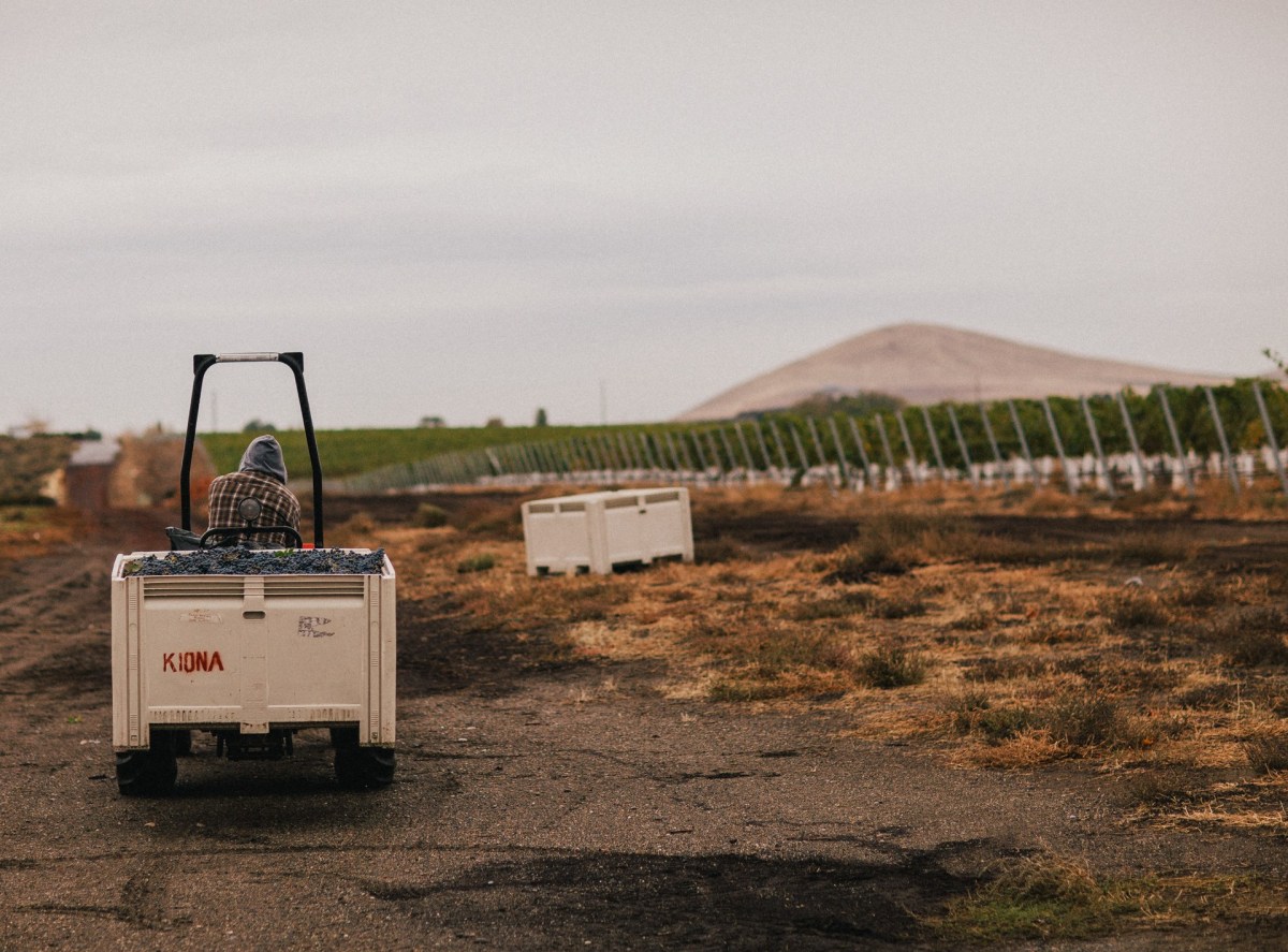 Kiona Estate Vineyard