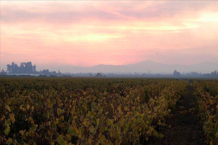 Casas del Toqui Vineyard