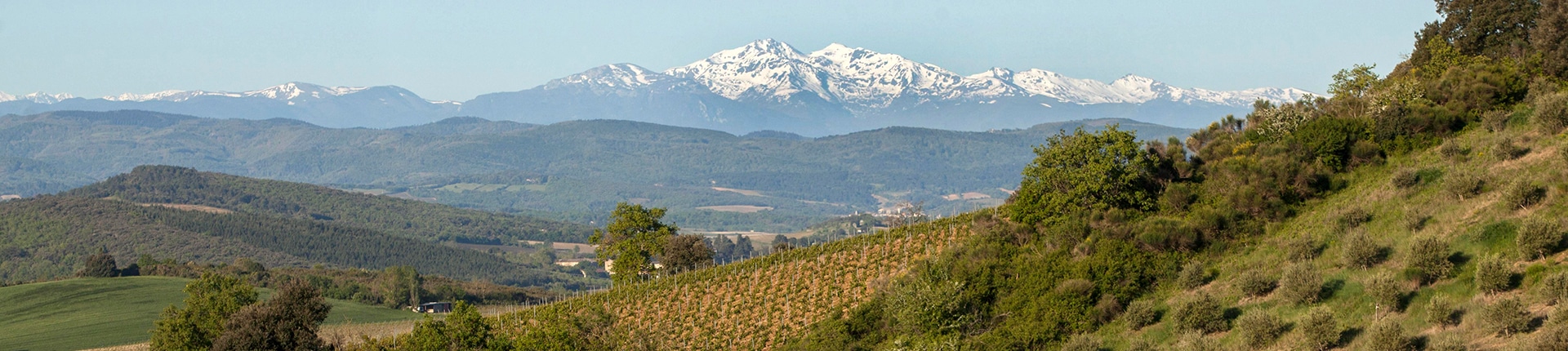 © Photo by Antech Winery