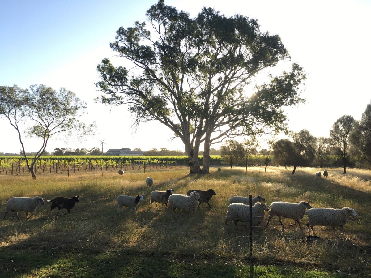Penley Estate_Vineyard