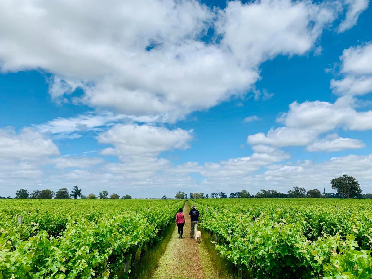 Penley Estate_Vineyard2