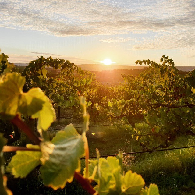vineyardsunrise