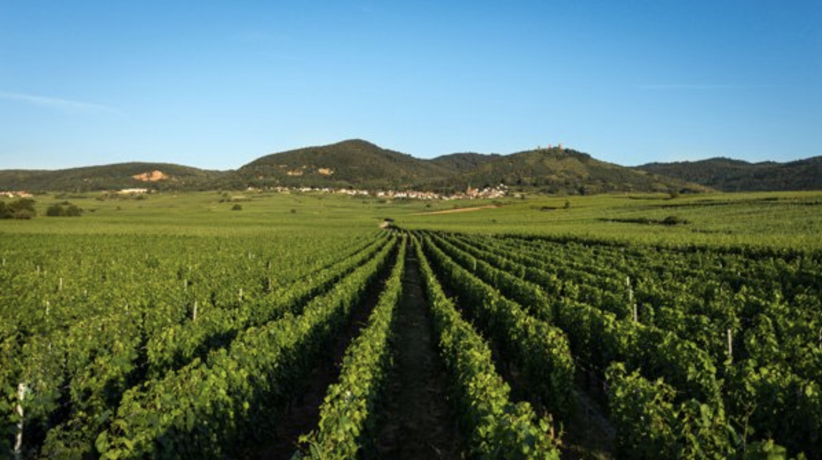 Alsace wines Charles Baur Eguisheim_ Crémant d'Alsace Brut