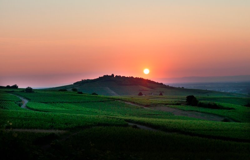 Gustave Lorentz Vineyard