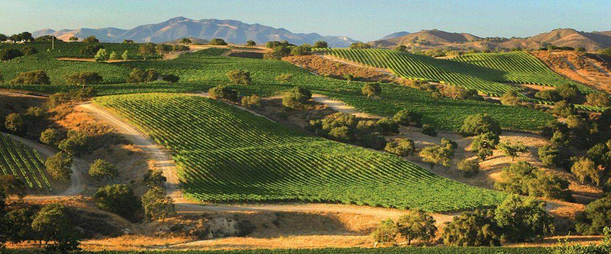 Photo from Martellotto Winery