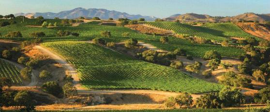 Photo from Martellotto Winery