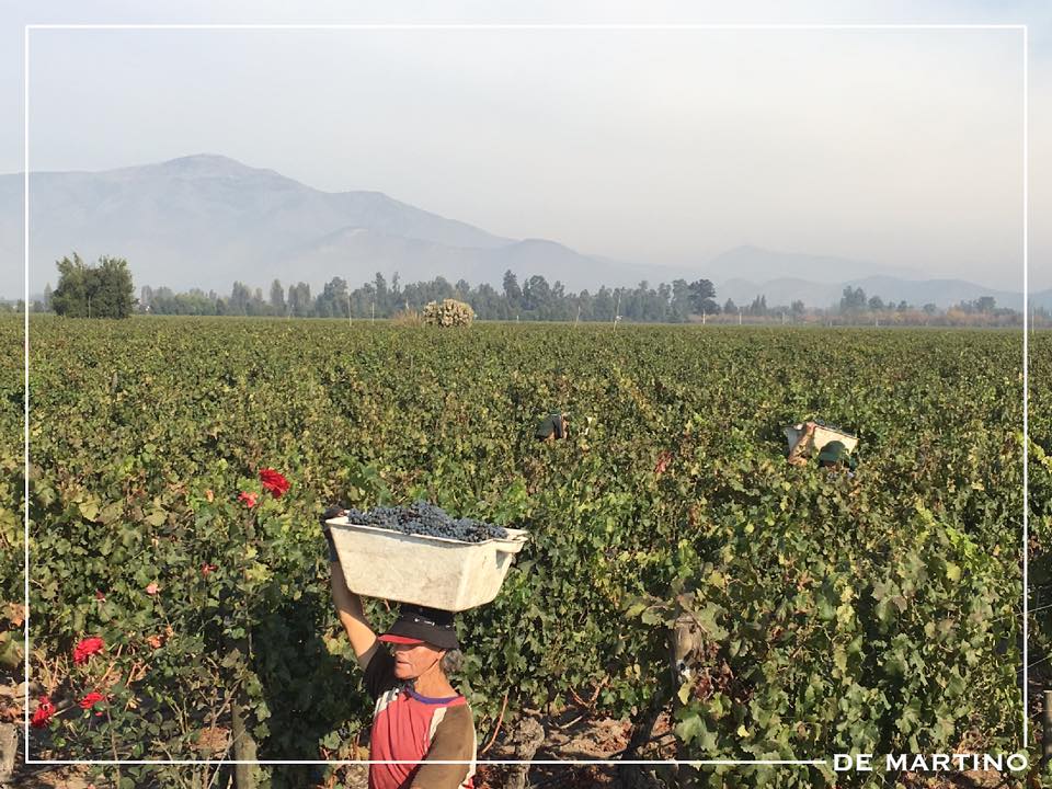 © Photo by De Martino Winery