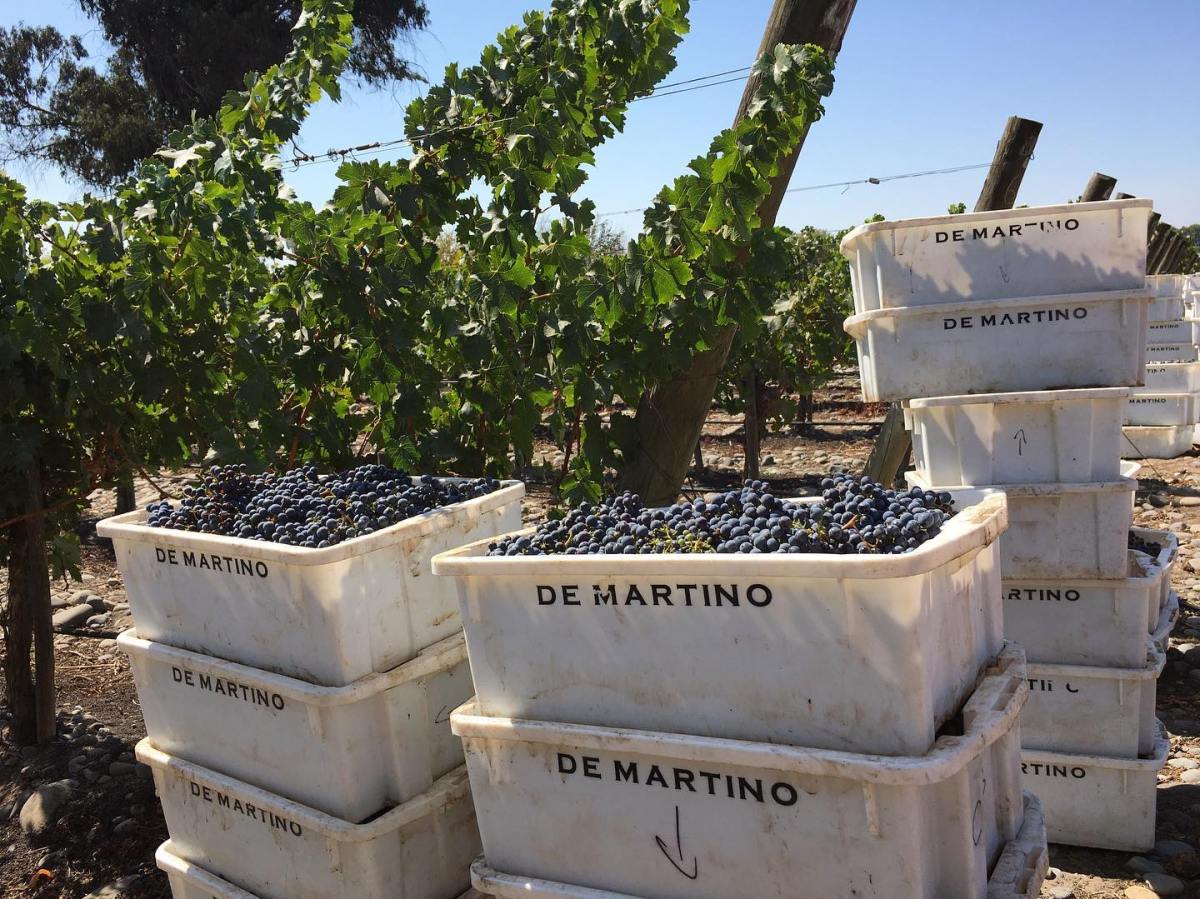 © Photo by De Martino Winery