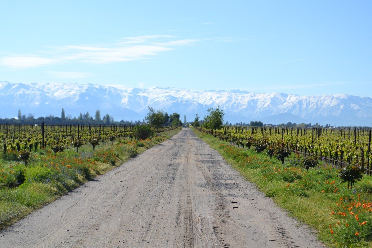 © Photo by De Martino Winery