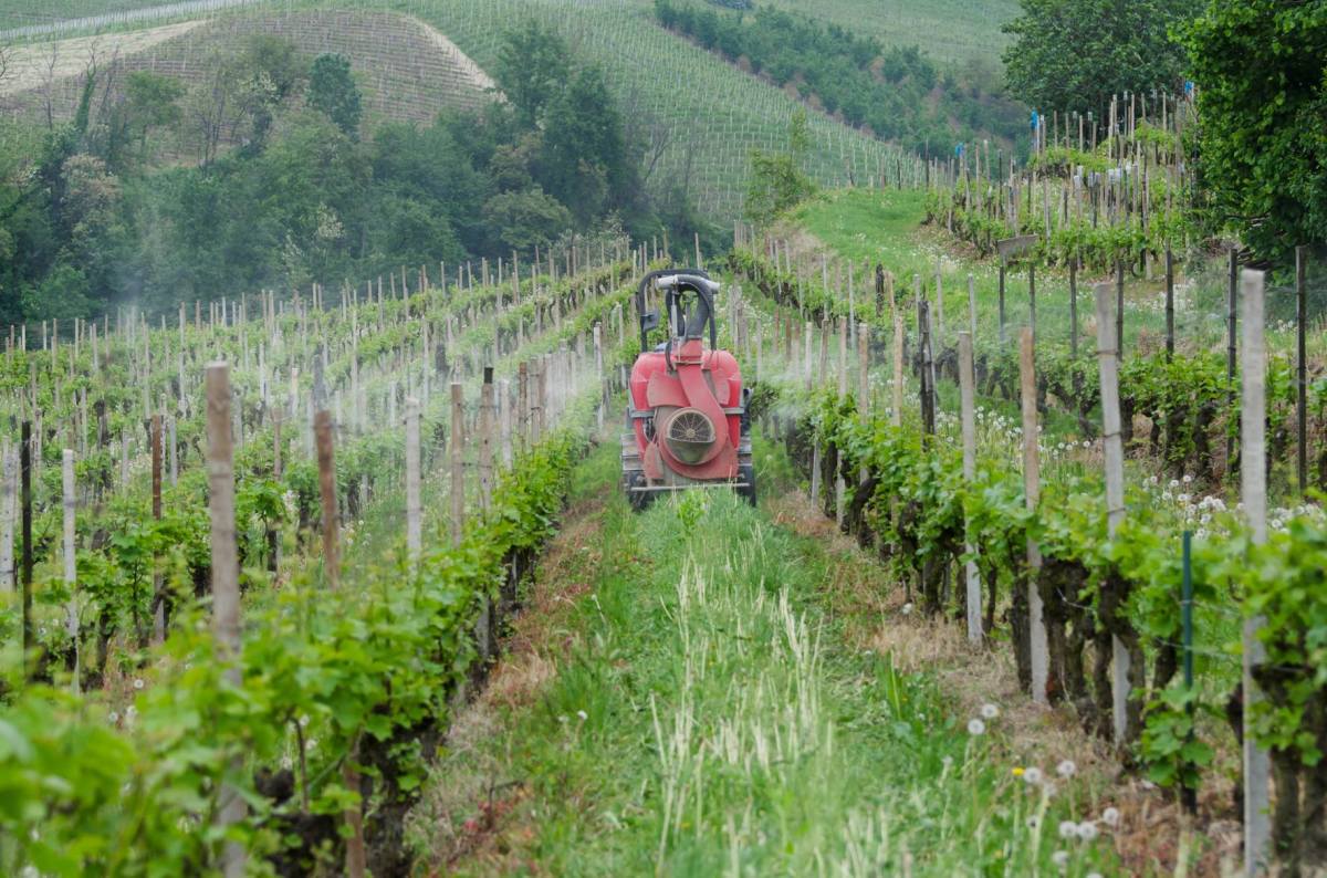© Photo by Luca Bosio Vineyards