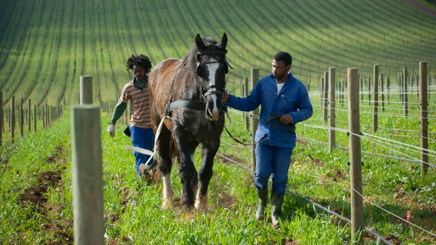 Biodynamic Vineyards