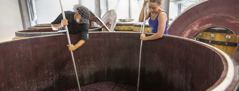 Cellar-master-764-x-291