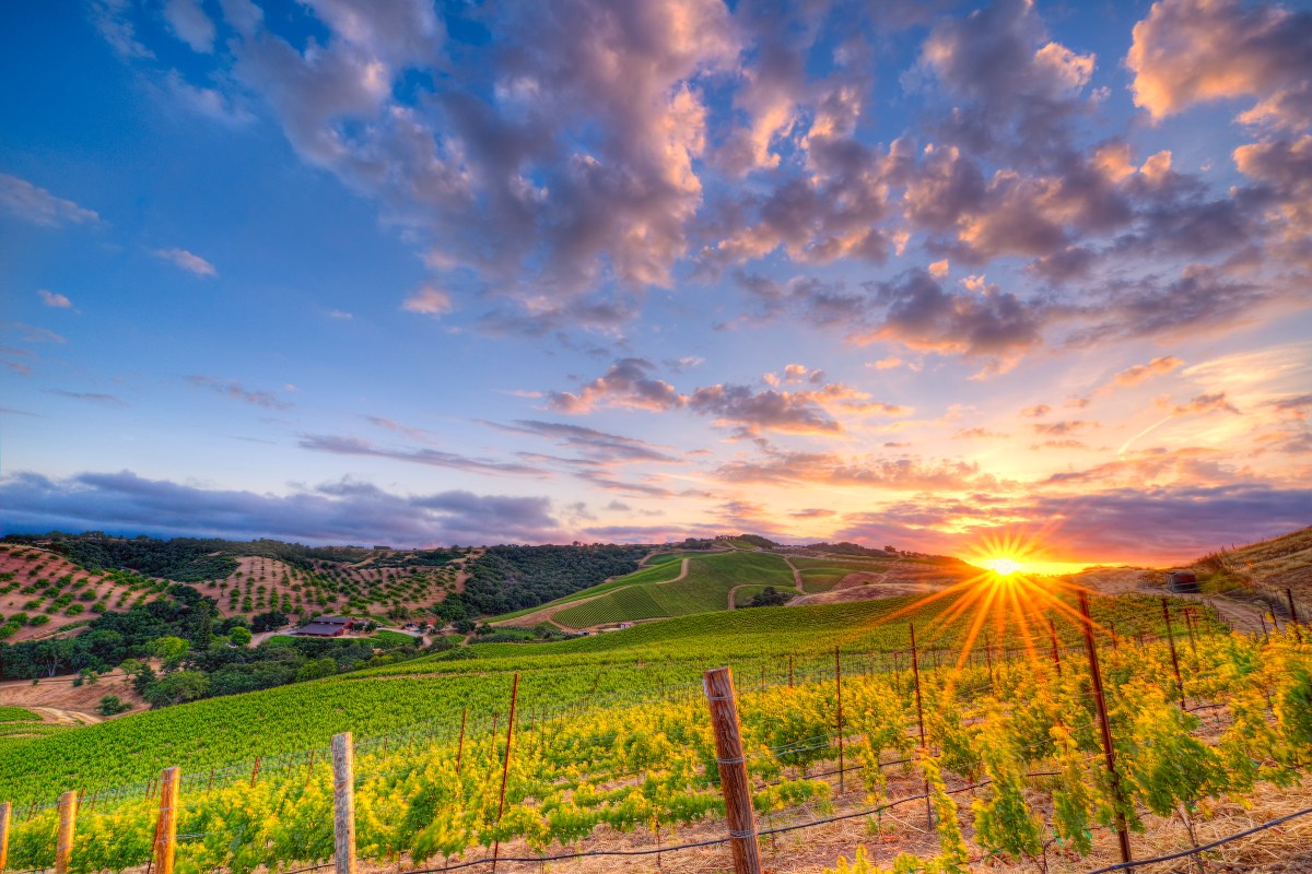 © Photo by DAOU Vineyards