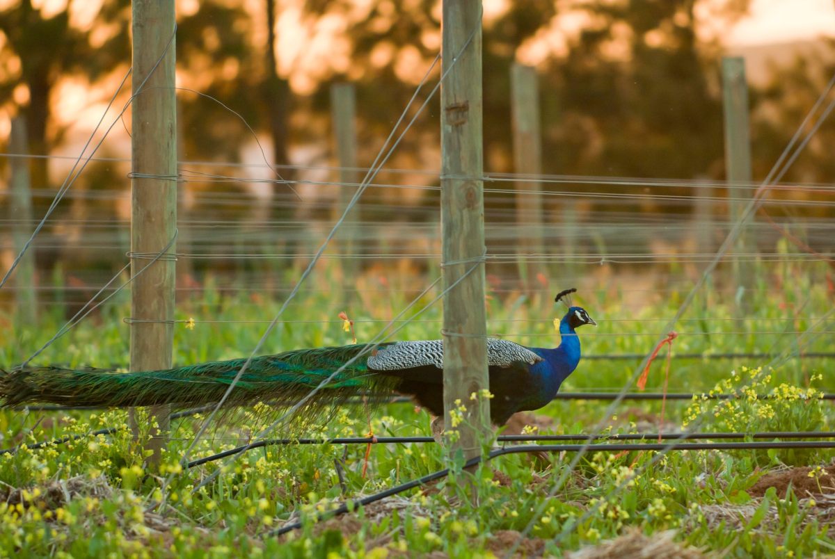 © Photo by False Bay Vineyards