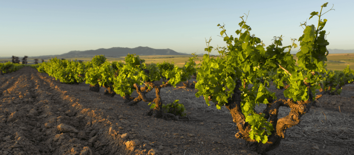 © Photo by False Bay Vineyards