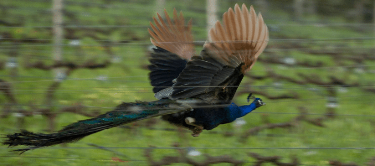 © Photo by False Bay Vineyards