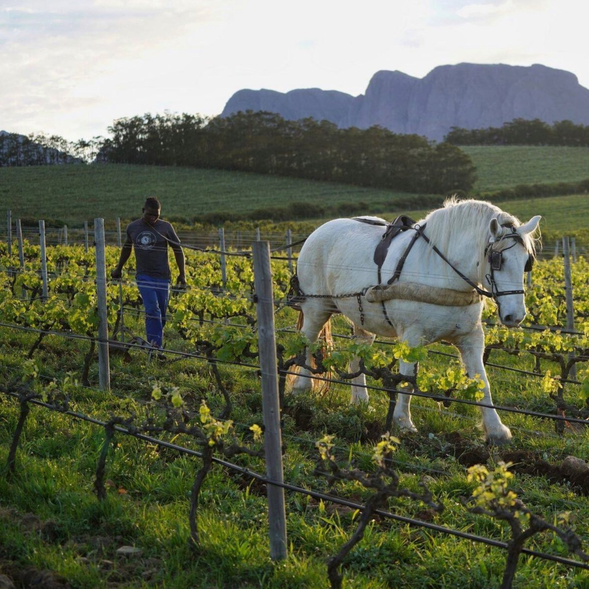 © Photo by False Bay Vineyards