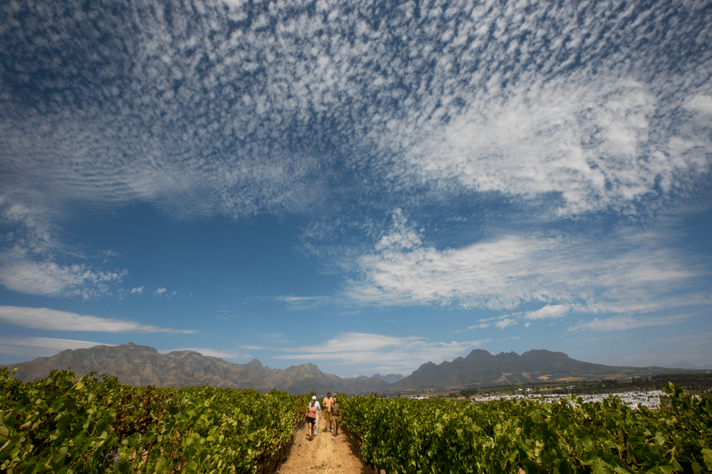 © Photo by False Bay Vineyards