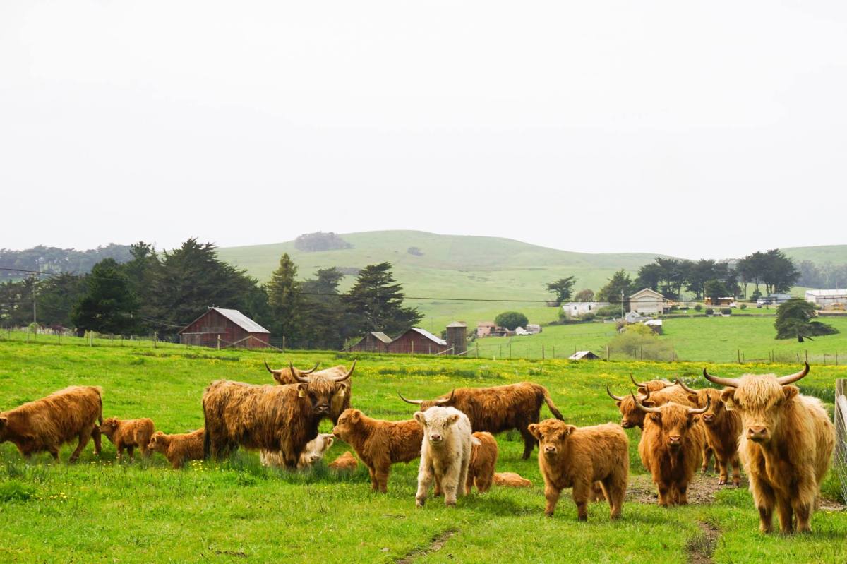 Long Meadow Ranch_Farmstead