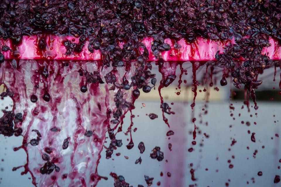 Long Meadow Ranch_Grapes