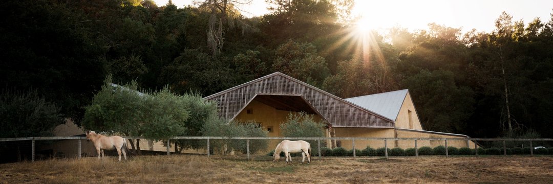 Long Meadow Ranch_Horse