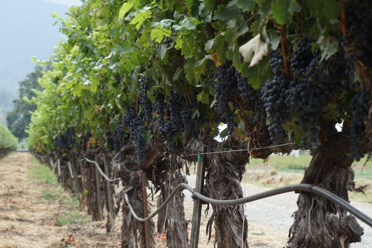 Long Meadown Ranch_Vineyard