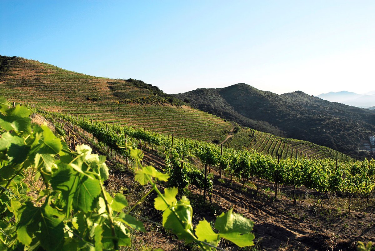 Alella Vinícola Vineyard 3