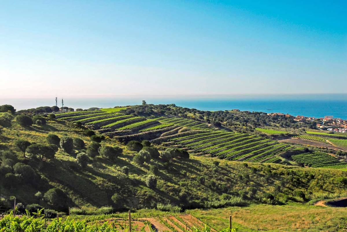 Alella Vinícola Vineyard