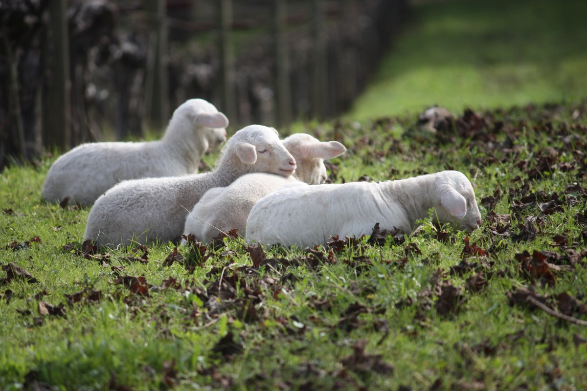© Photo by Benziger Family Winery