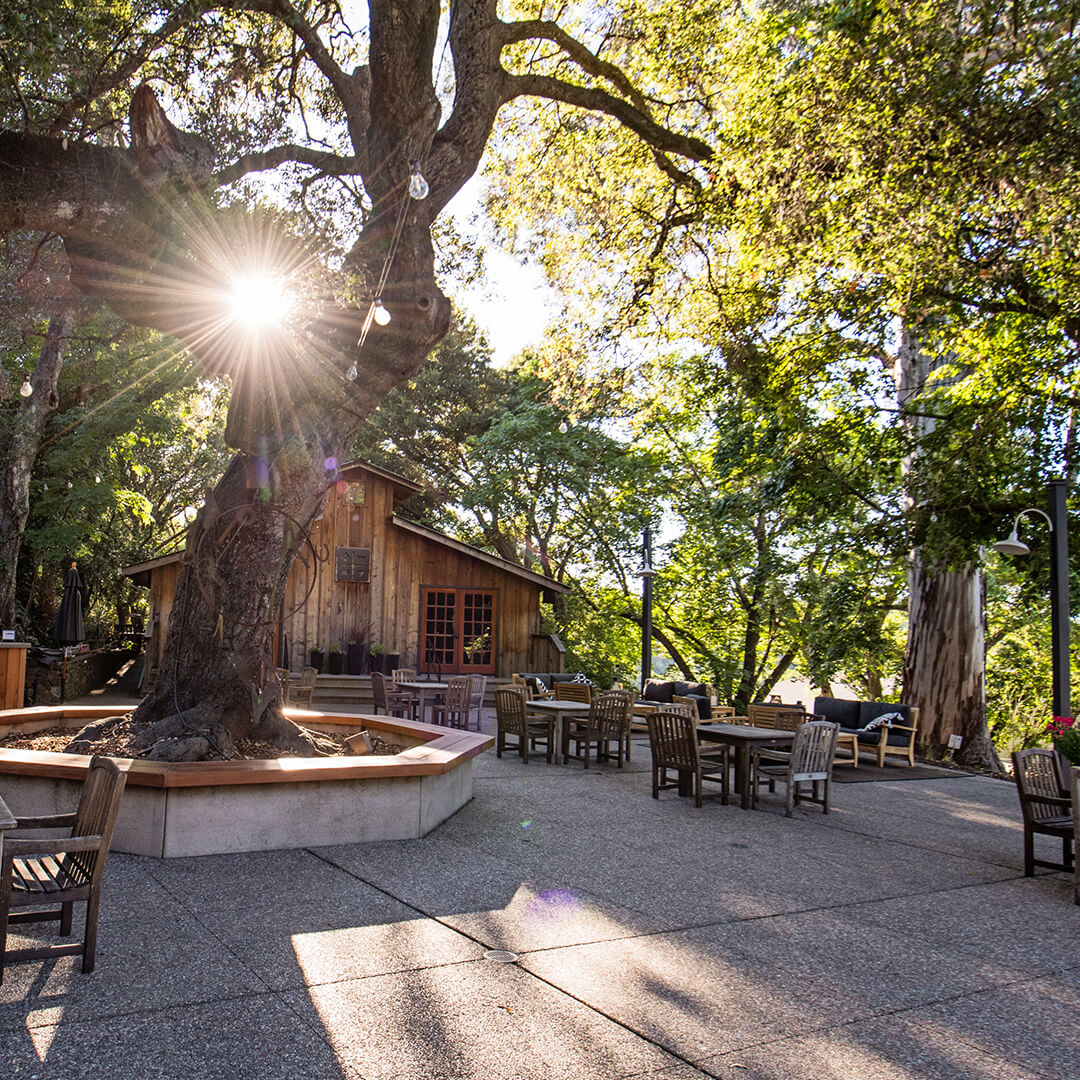 © Photo by Benziger Family Winery