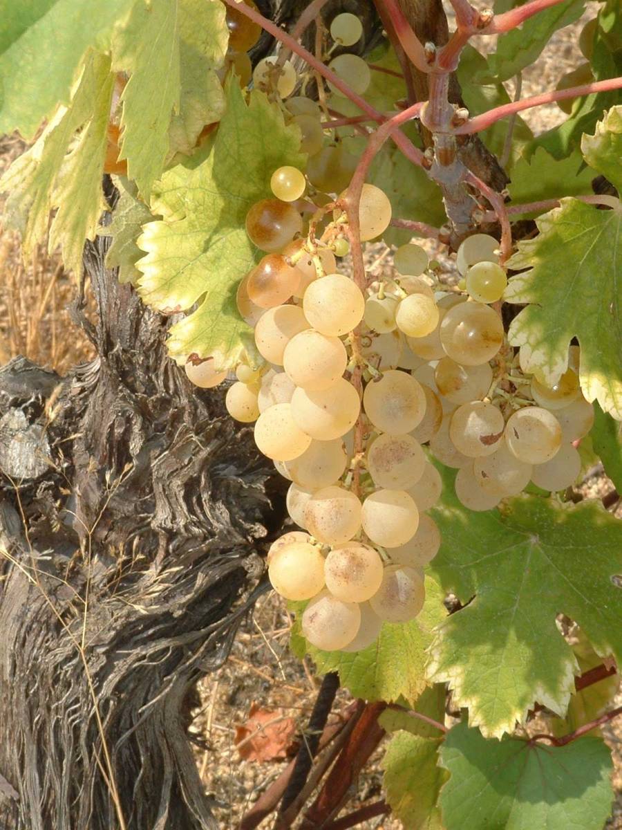 White Wine Grapes