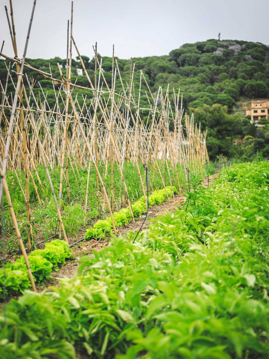 © Photo by Alella Vinícola