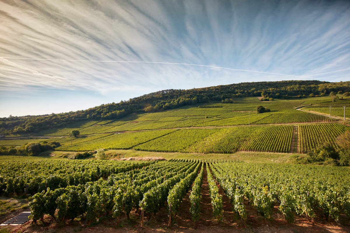 © Photo by Henry Fessy