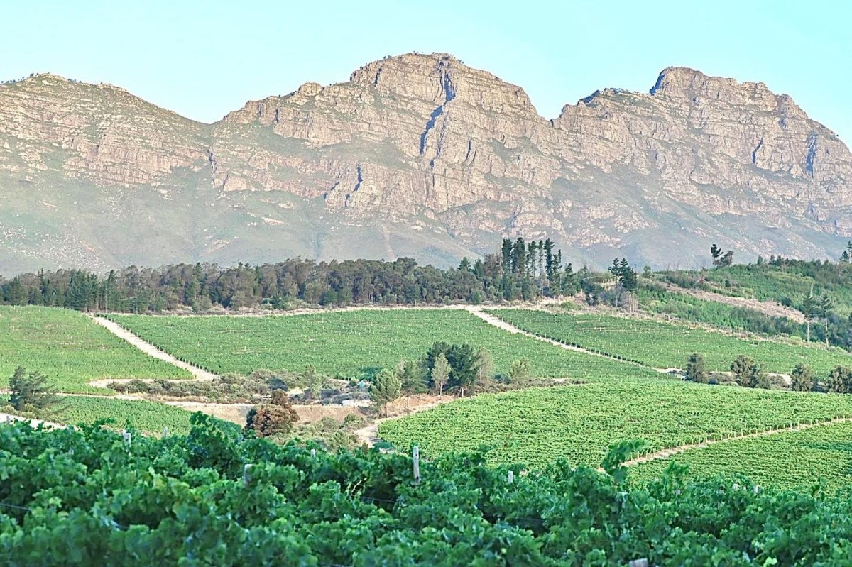 remhoogte-vineyard-landscape
